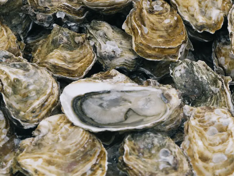 gastronomie saint malo